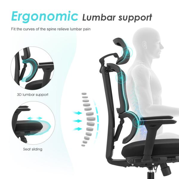 Model Spine pro